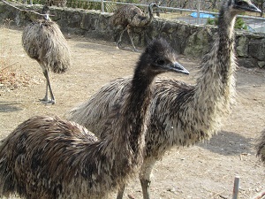 sss2011_emu.jpg